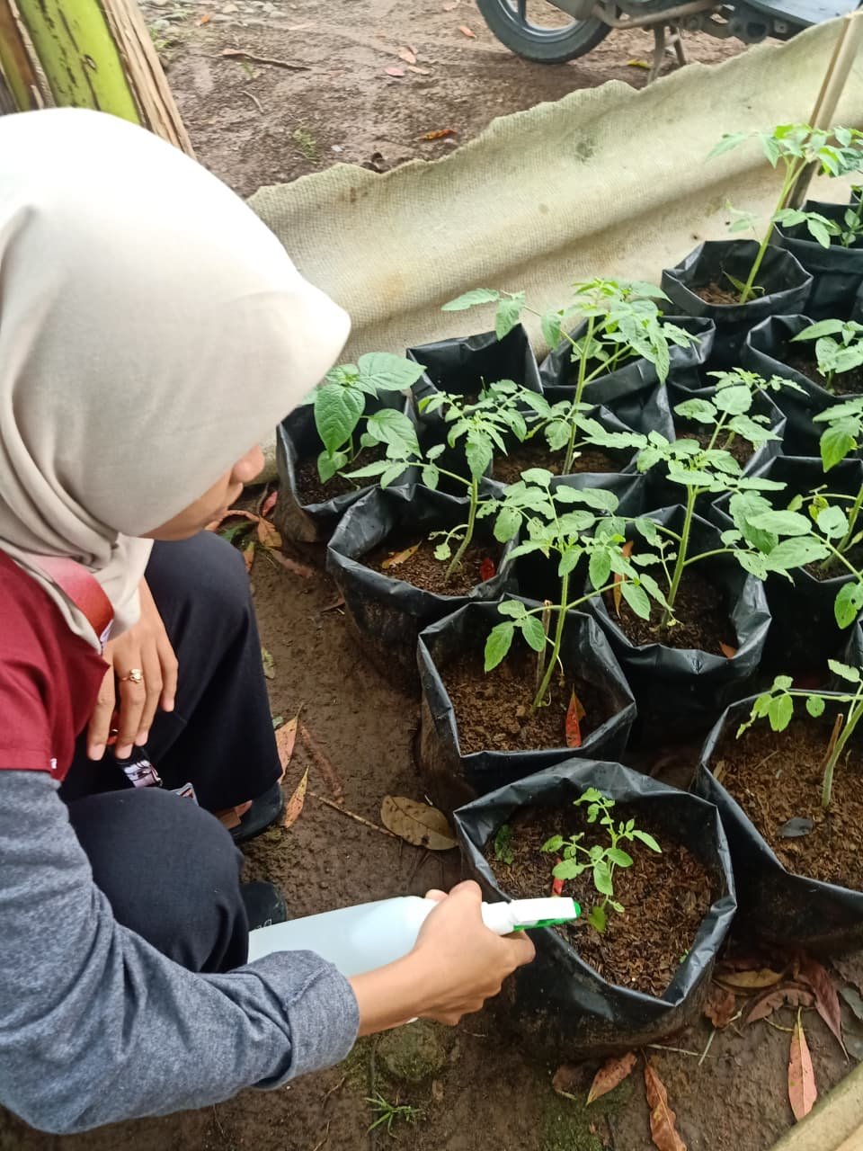 Controlling Intensifikasi Pekarangan hari ke-17