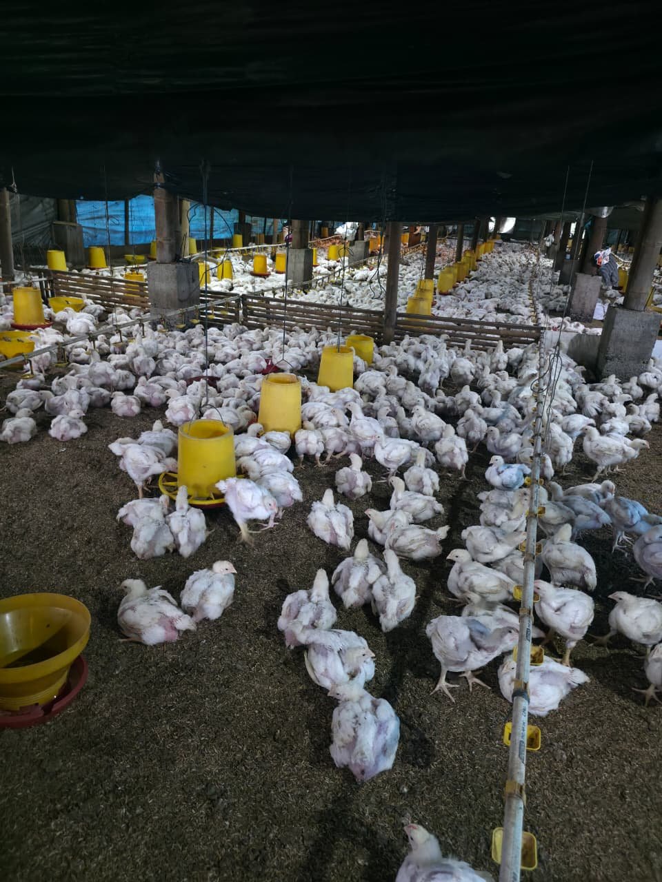 KKN DAY 18 - PENJARANGAN AYAM