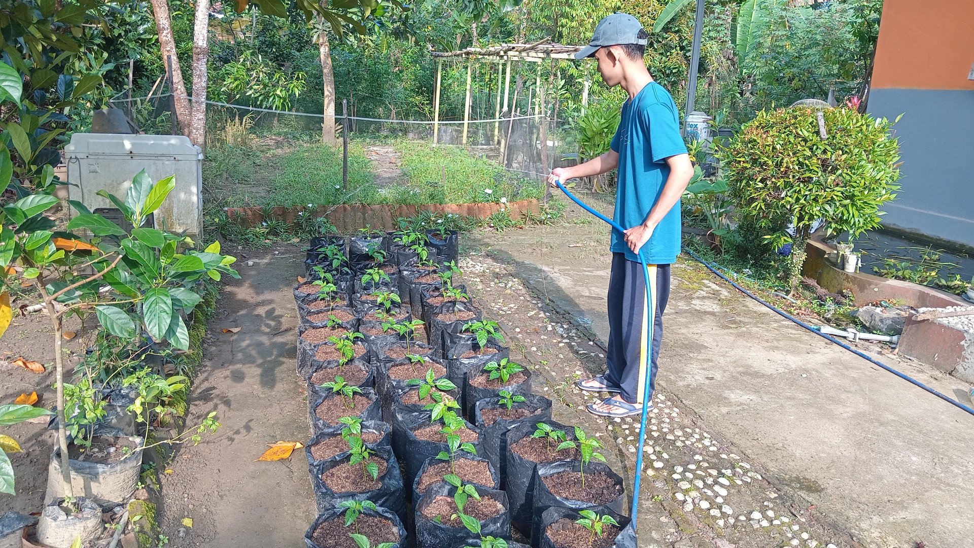 Monitoring Tanaman Cabai