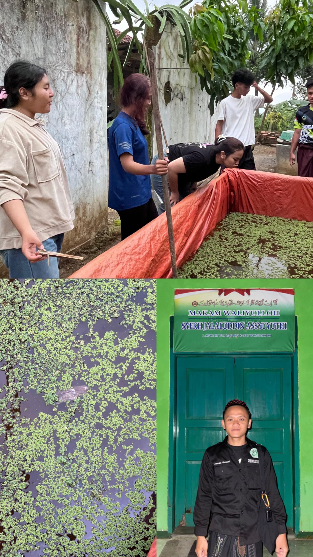 Monitoring perkembangan azolla dan ziaroh kubur di makam syaikh jalaluddin asshuyuthi