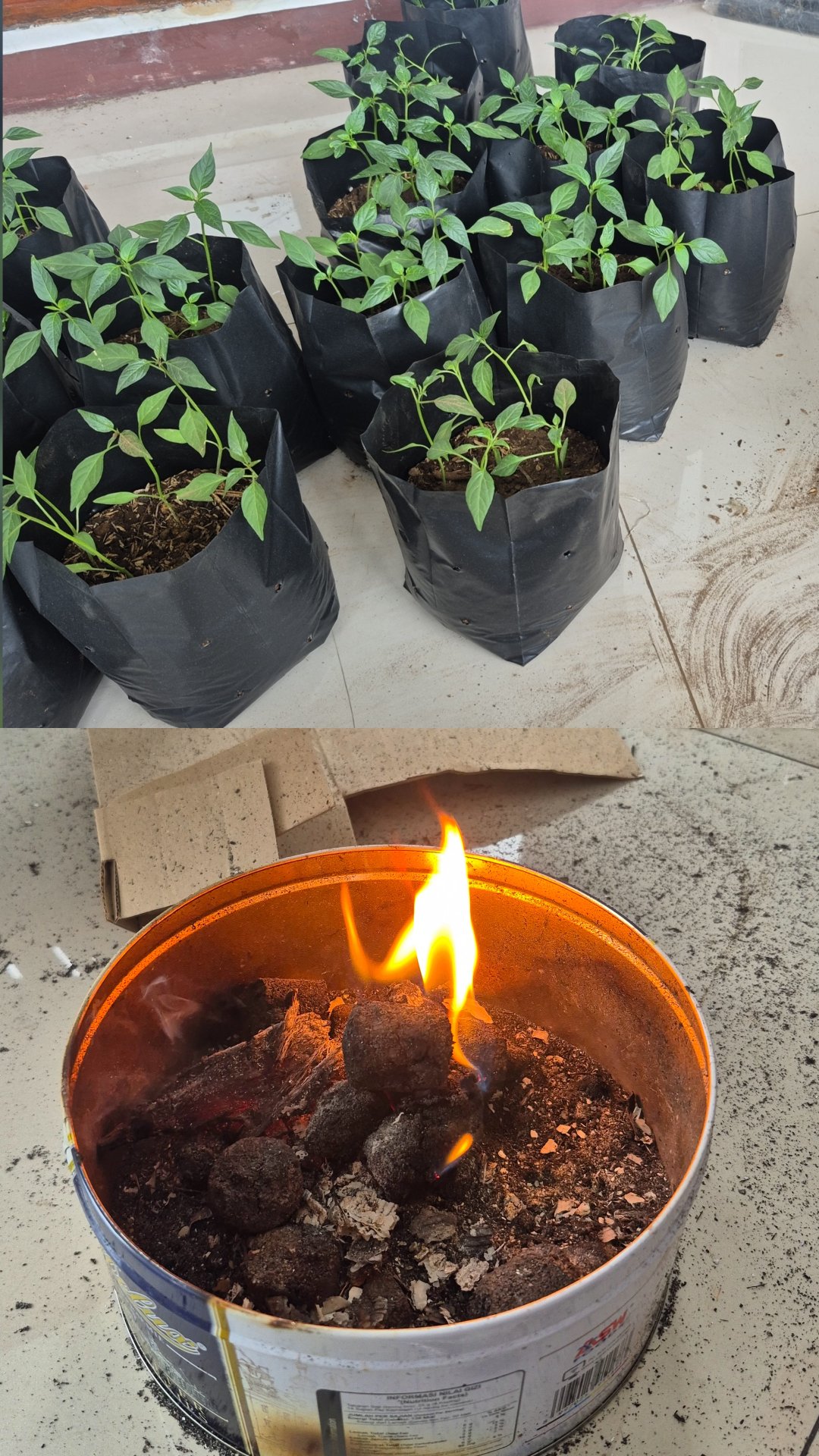 Persiapan Sosialisasi Demplot Bibit Cabai dan Trial Pembakaran Briket