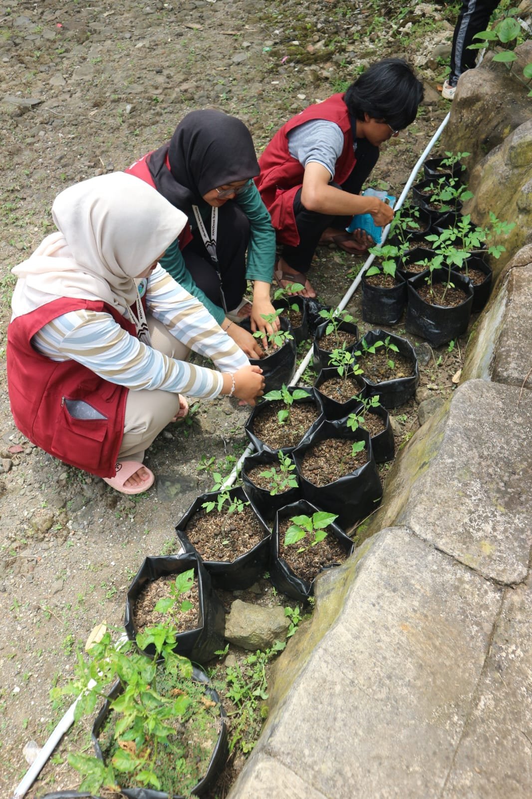 Pemupukan Pertama di Dusun Kalibening
