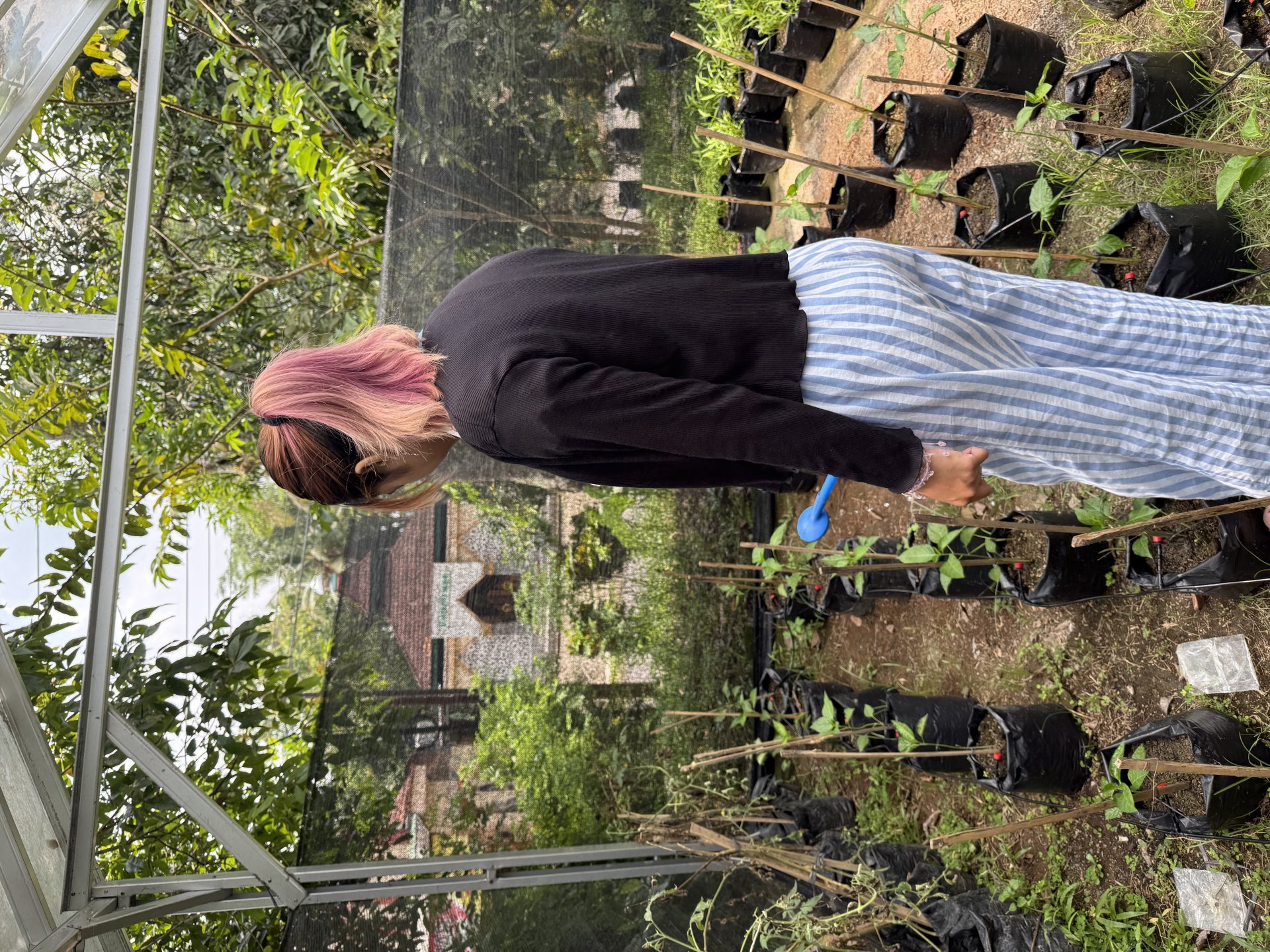 Penyiraman rutin cabe dan kangkung di lahan KWT