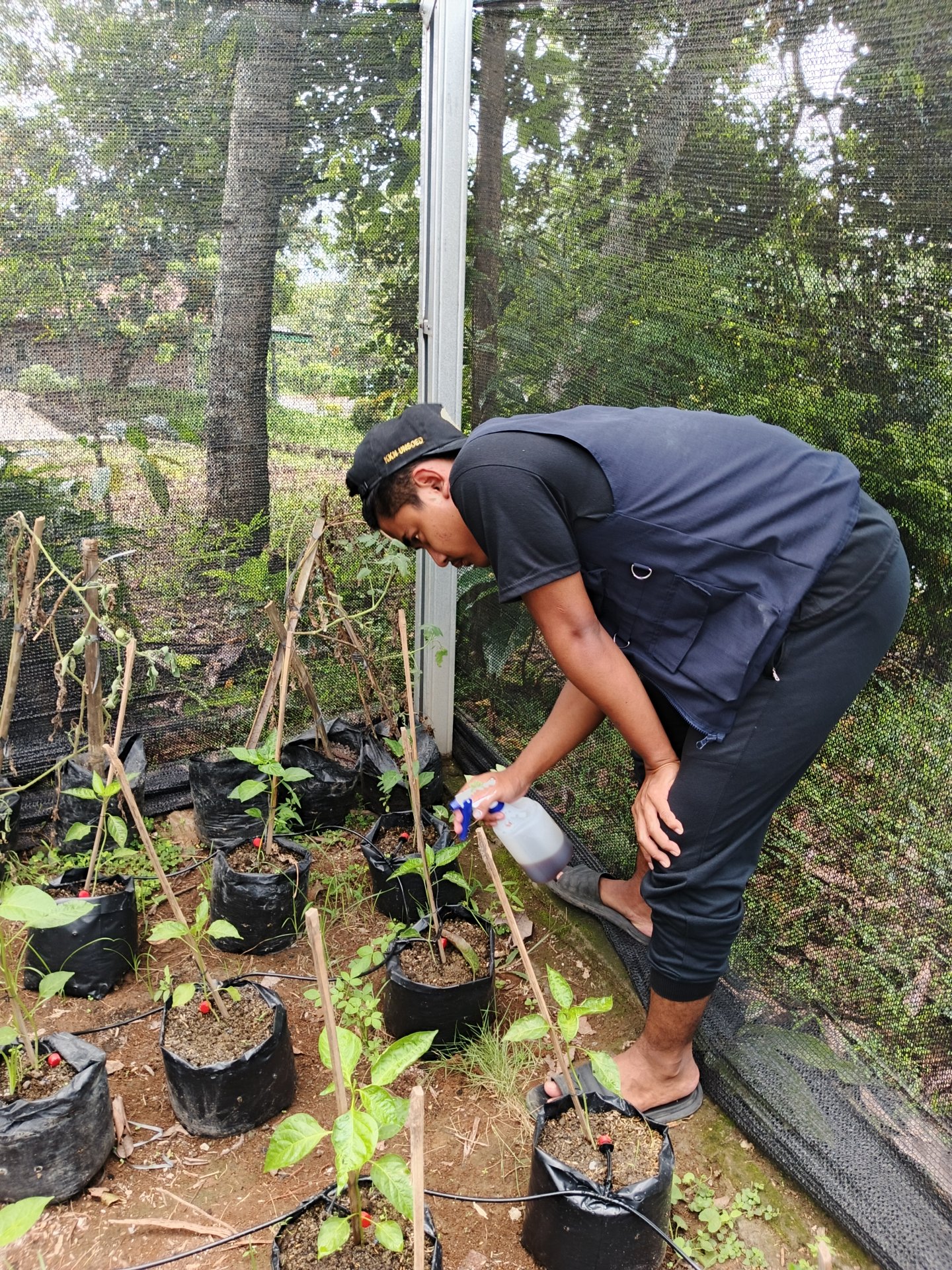 Monitoring tanaman cabai dan aplikasi pestisida nabati