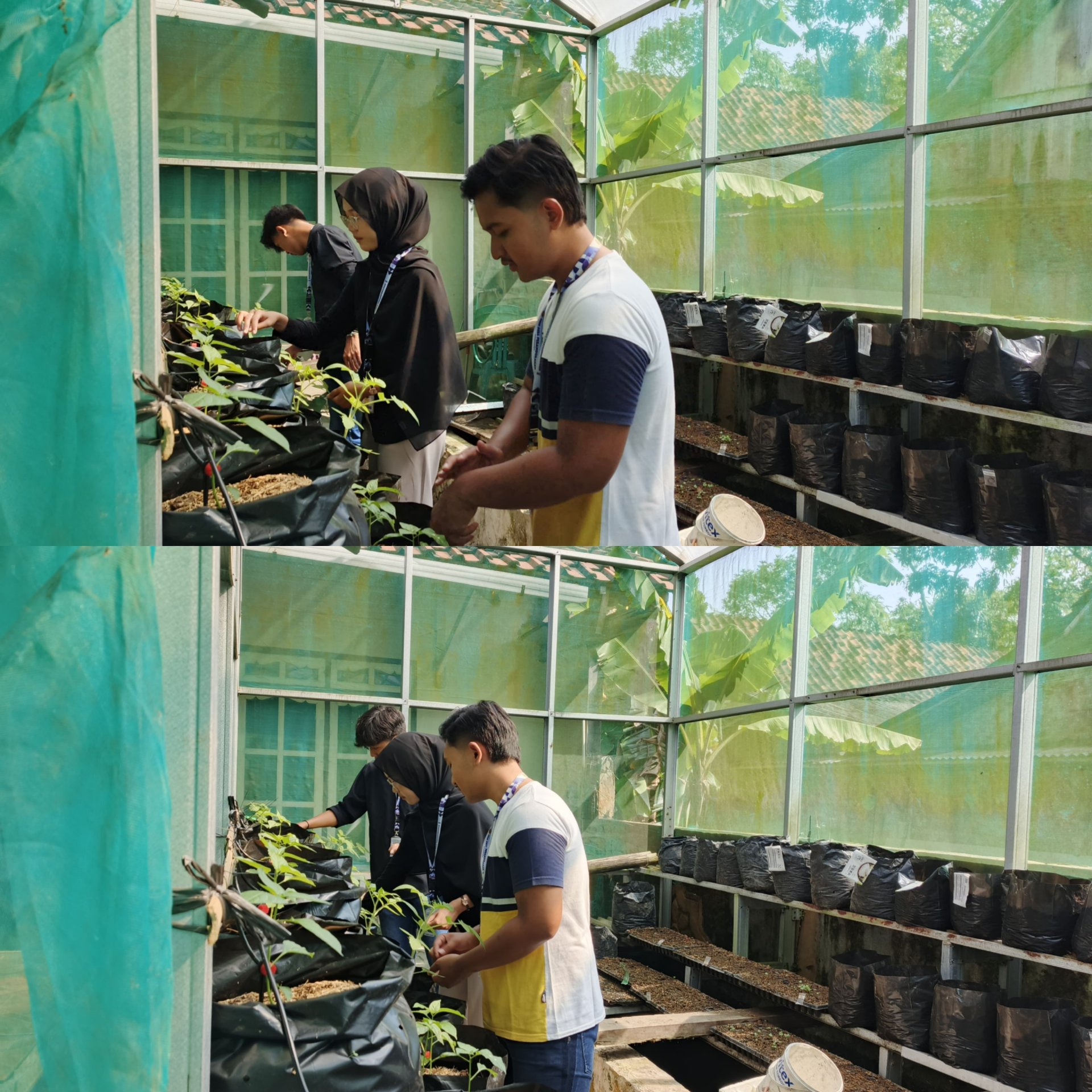 Kegiatan Hari Kedua Puluh Satu | Bagian 2 : Monitoring Demplot Pertanian