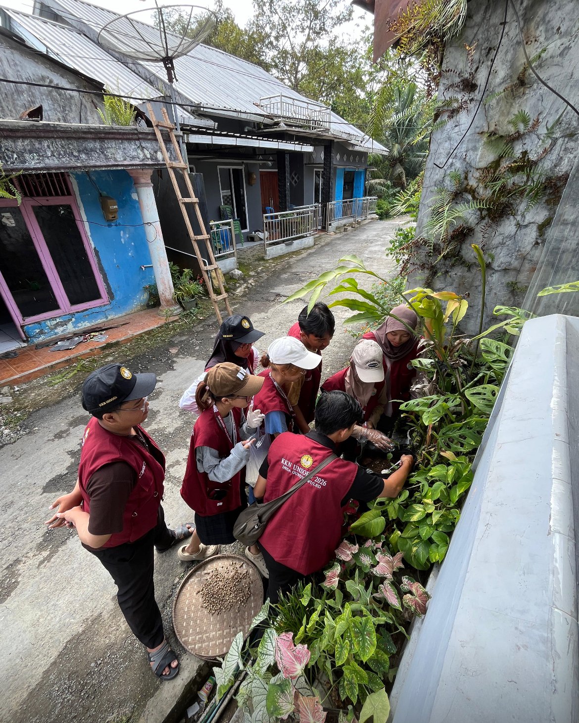 Pemupukan dan penyemprotan hormon tumbuh