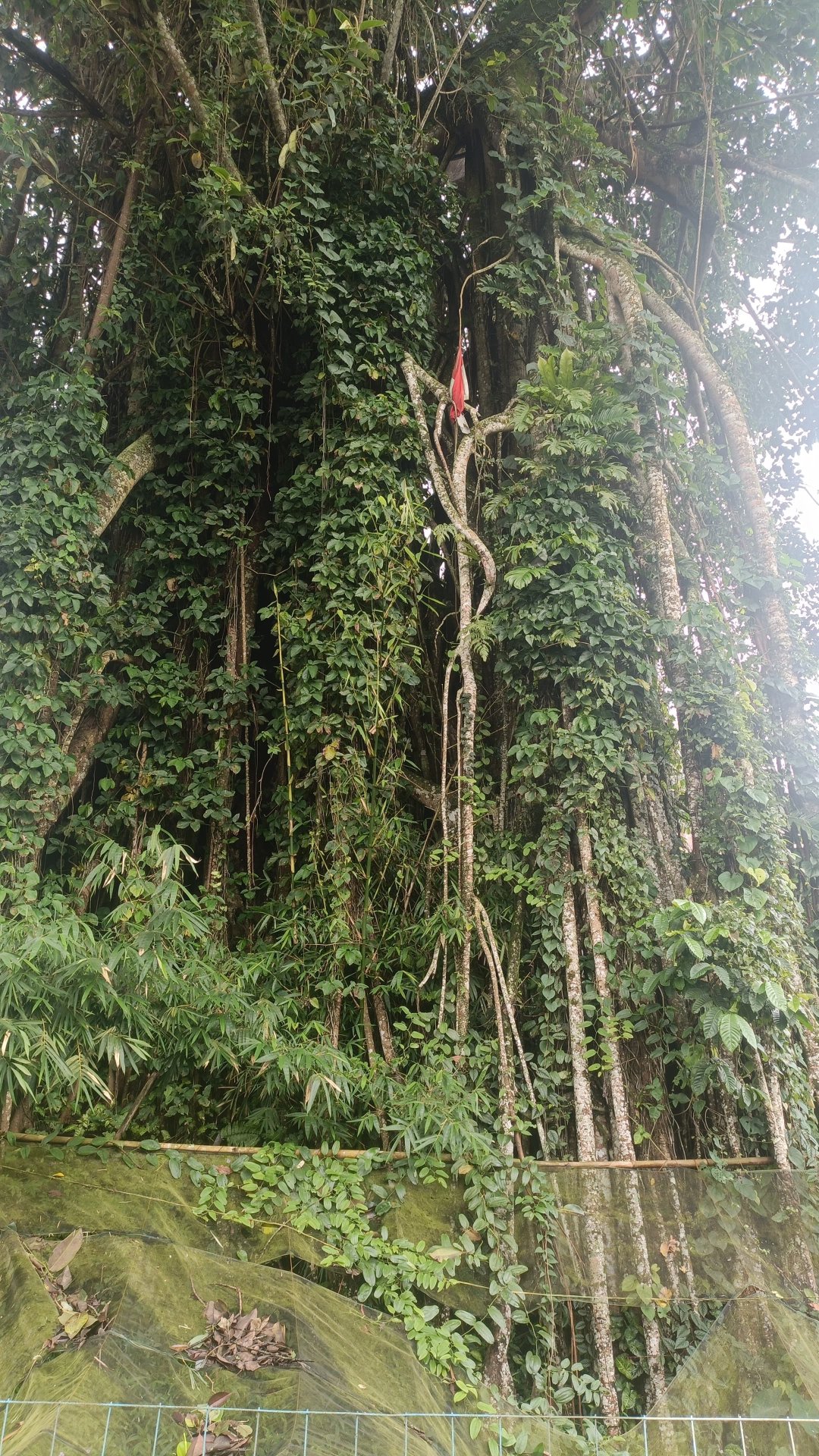 KKN HARI 21 - DESA BELIK