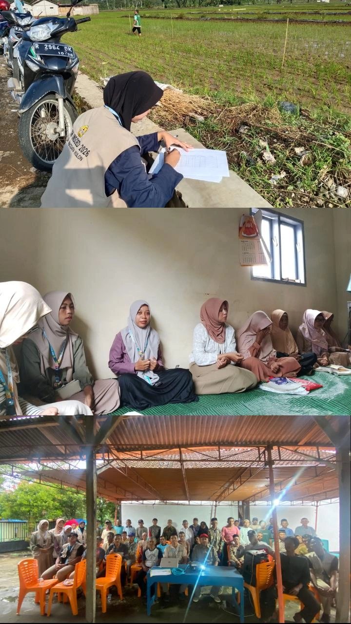 Monitoring Wereng Batang Coklat (WBC), Pengajian, dan Sosialisasi Pengendalian WBC