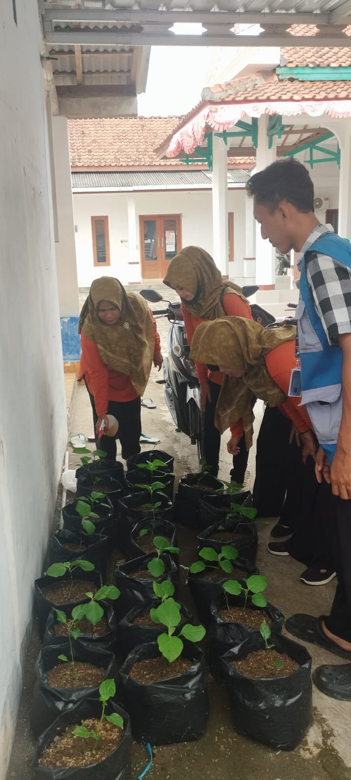 Kegiatan penyemprotan pestisida nabati pada tanaman Intensifikasi yang di tanam