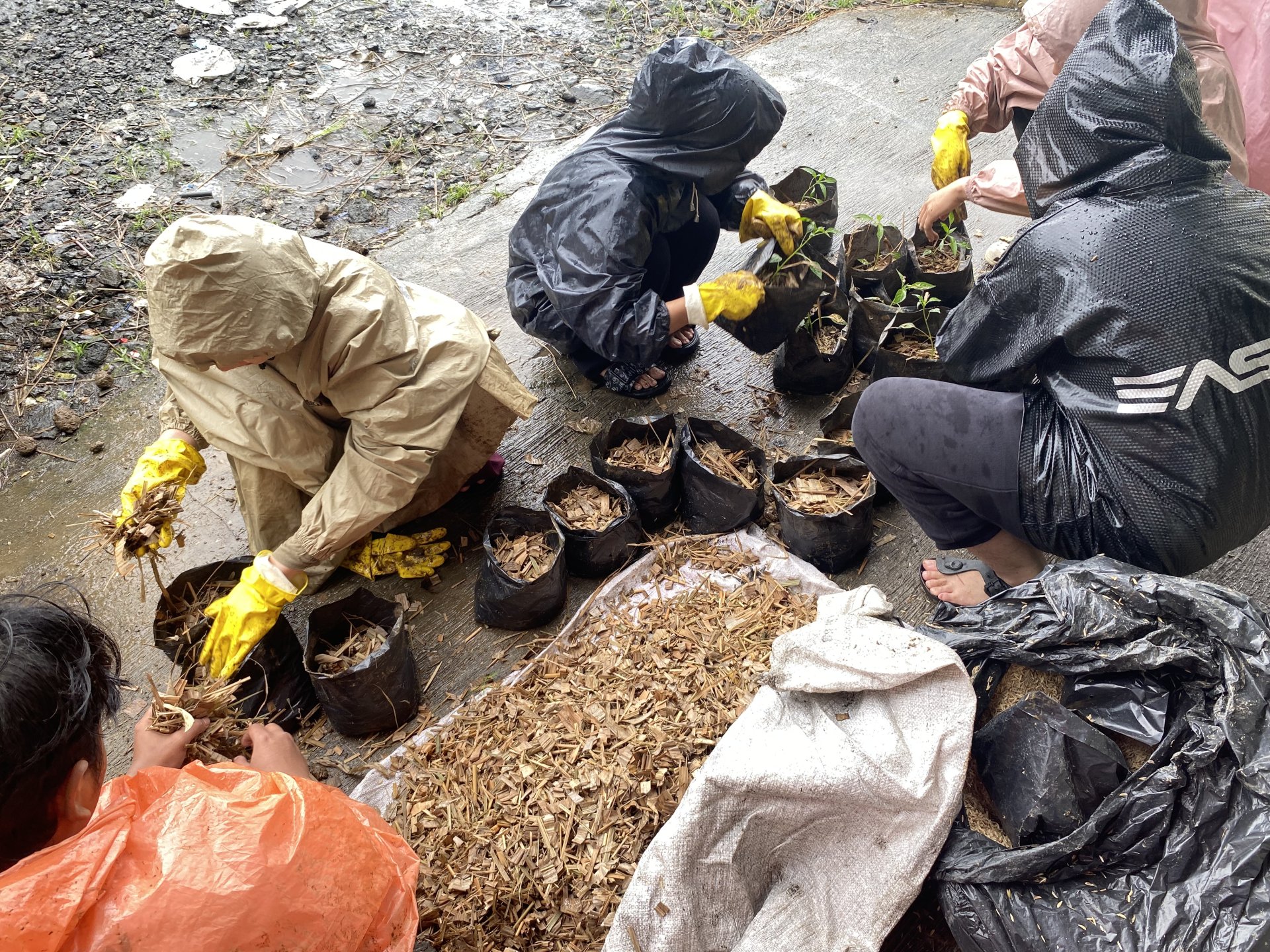 Demplot Budidaya Tanaman menggunakan Pupuk Kompos