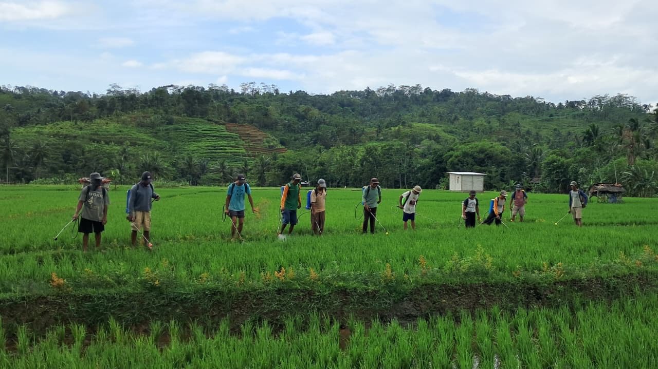 Pelaksanaan Gerakan pemberatasan Hama wereng