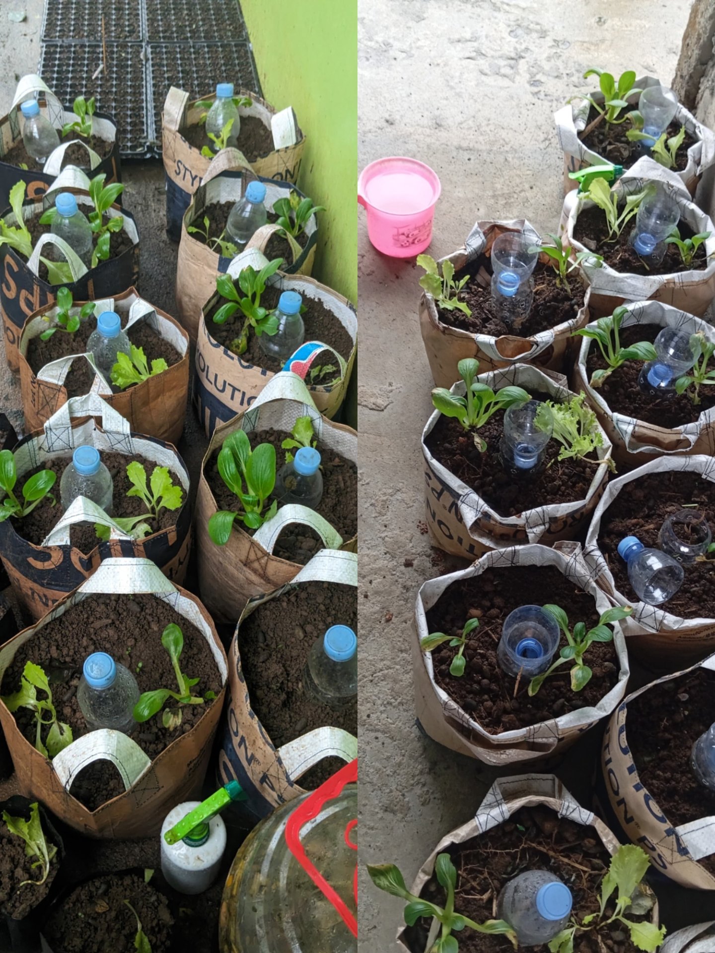 Monitoring dan Penyiraman Demplot serta Pertemuan dengan Kepala Dusun