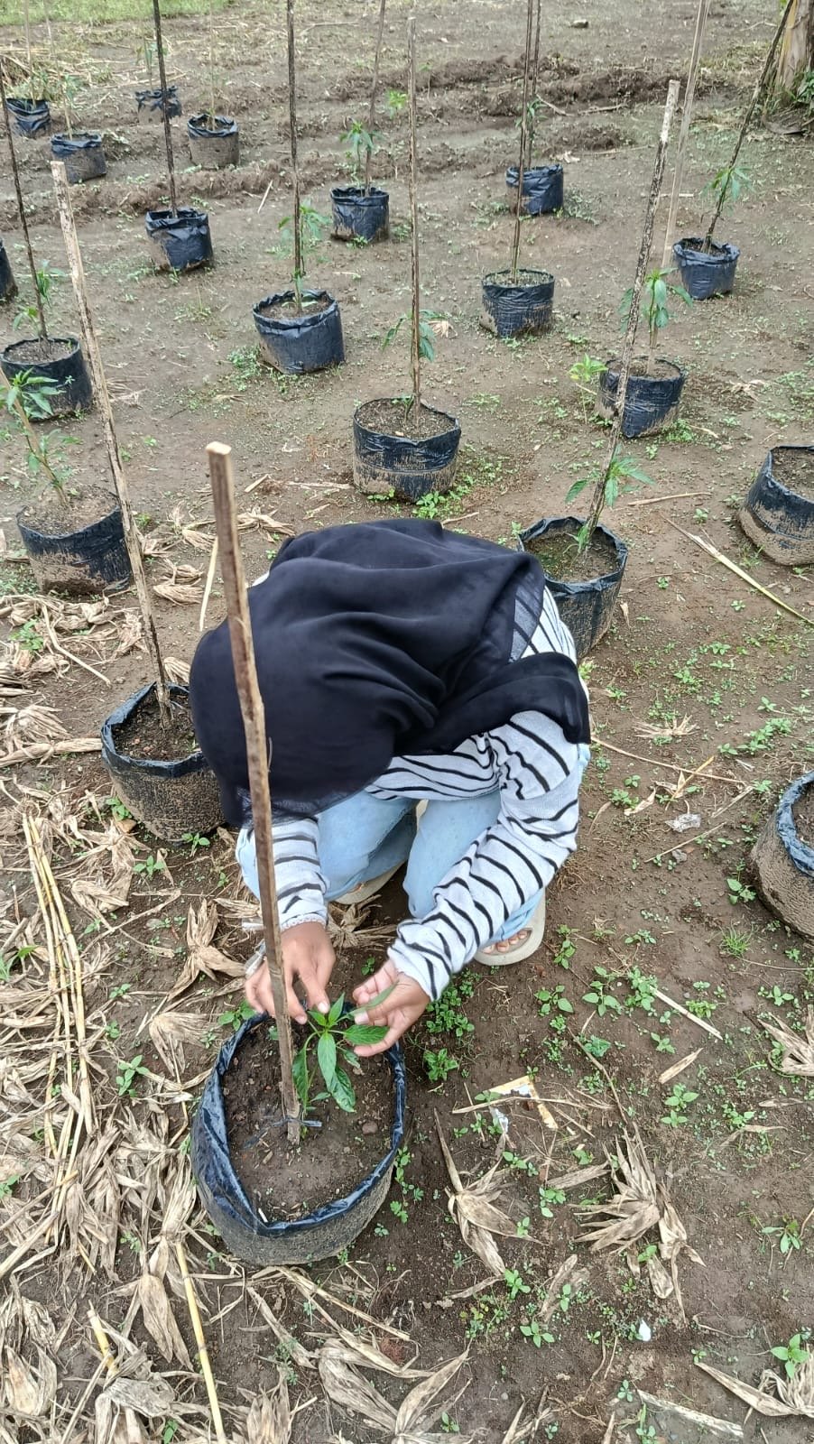 Monitoring tanaman dan bonding KKN