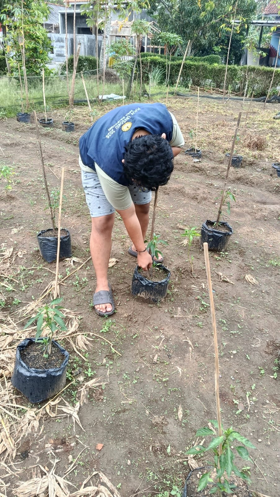 Hari ke-22: Apel pagi dan Monitoring tanaman cabai