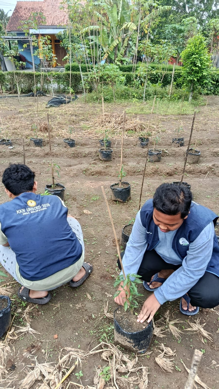 Hari 22_Monitoring Penanaman Cabe (Lanjutan Intensifikasi Pekarangan)