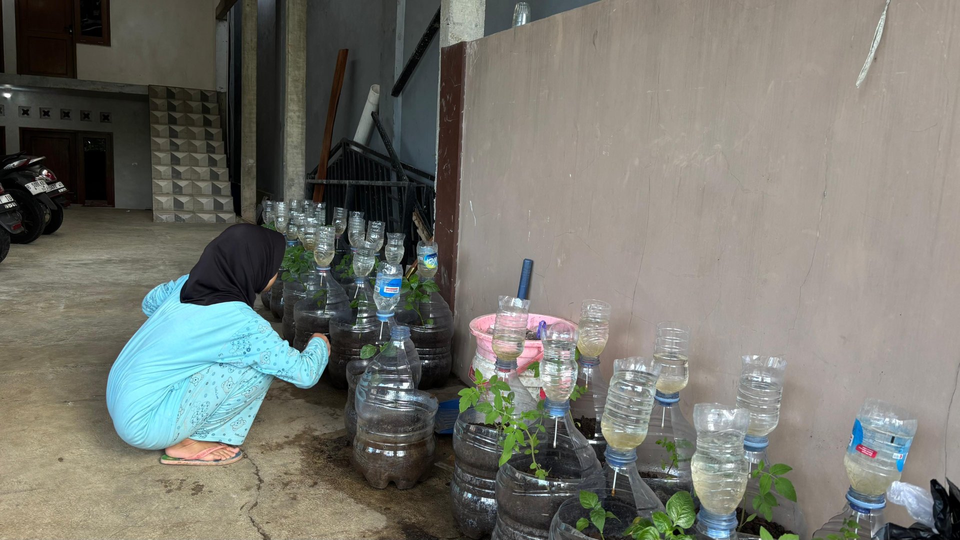 Monitoring intensifikasi perkarangan