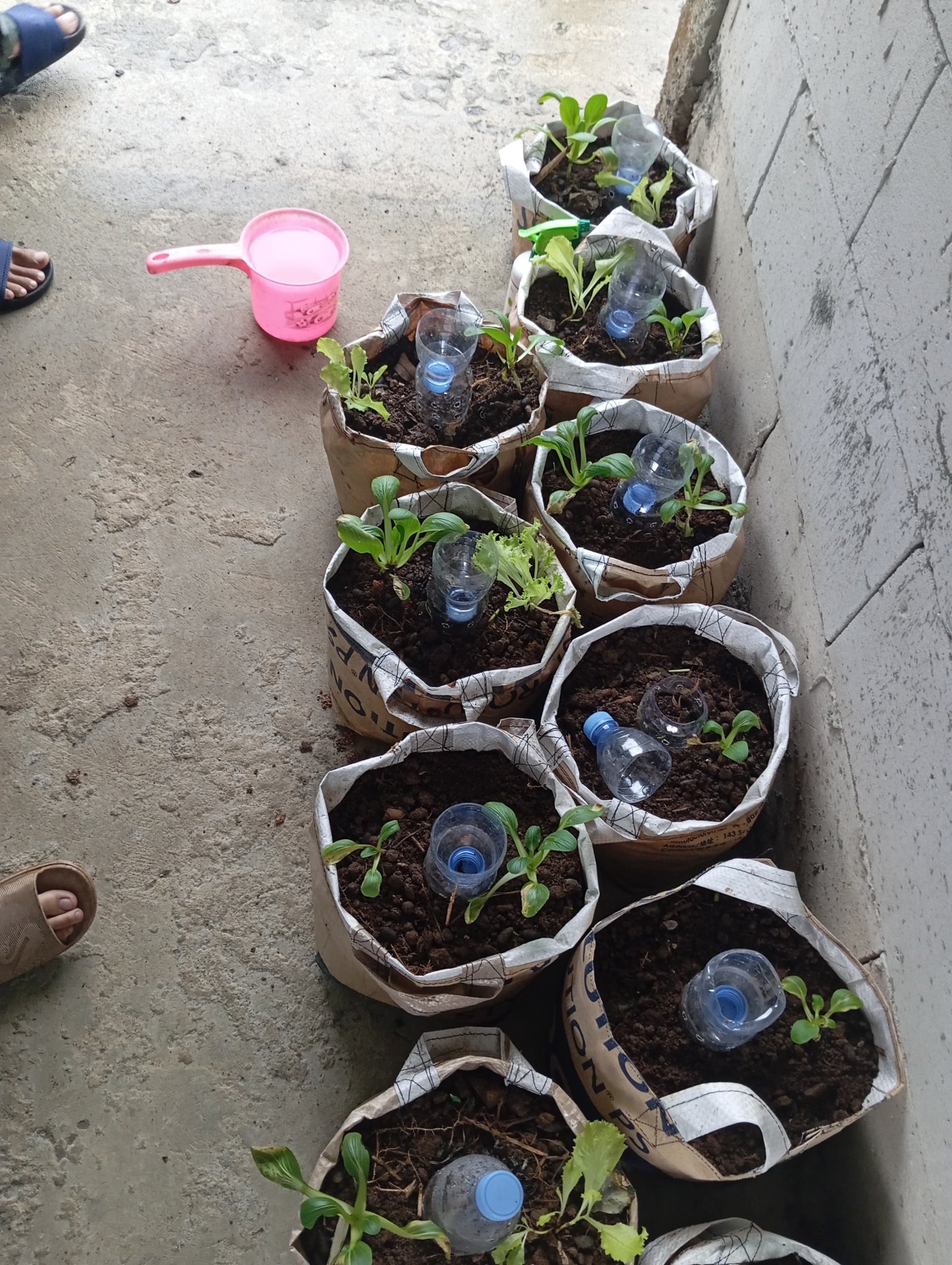 Day 22, KKN GUNUNG JAYA, PENYIRAMAN DEMPLOT