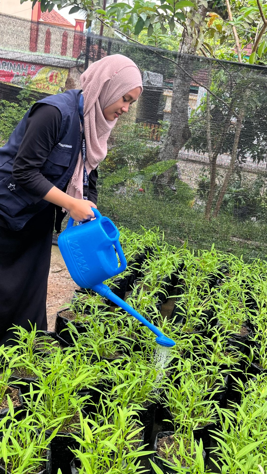 Penyiraman tanaman kangkung dan pengecekan irigasi tetes