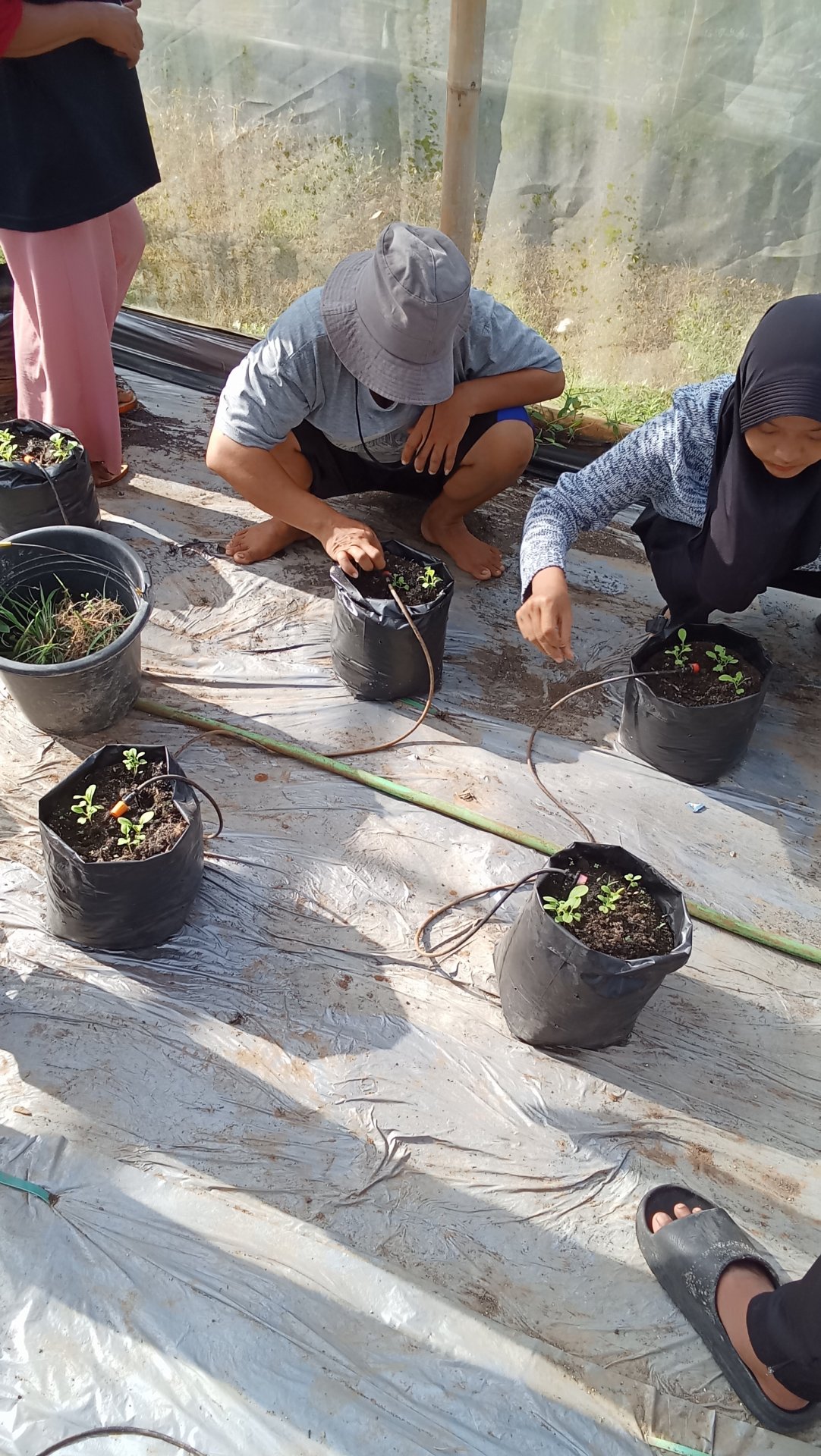 DAY 23 KKN - PEMBERSIHAN GULMA DI SEKITAR TANAMAN PAKCOY