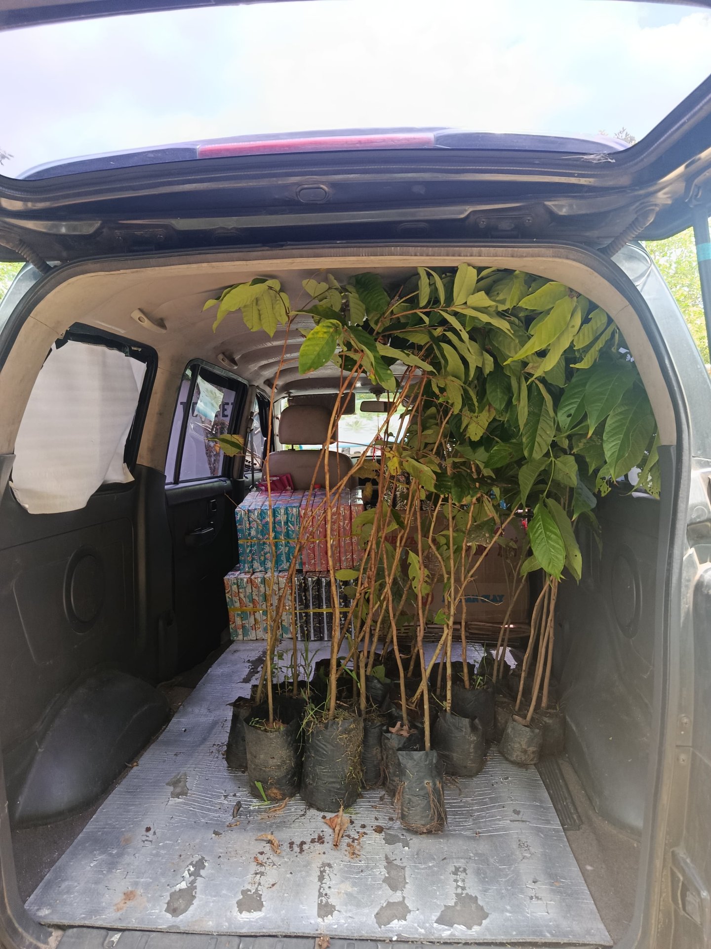 pengambilan bibit di dlh