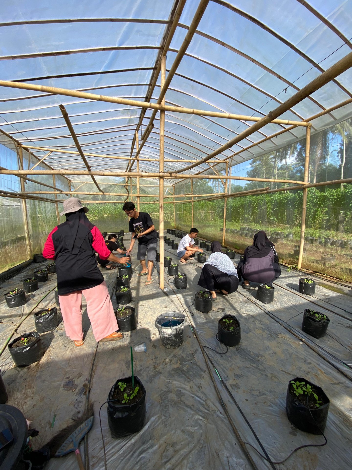 KKN HARI KE-23: Pemupukan Tanaman Pakcoy di Green House