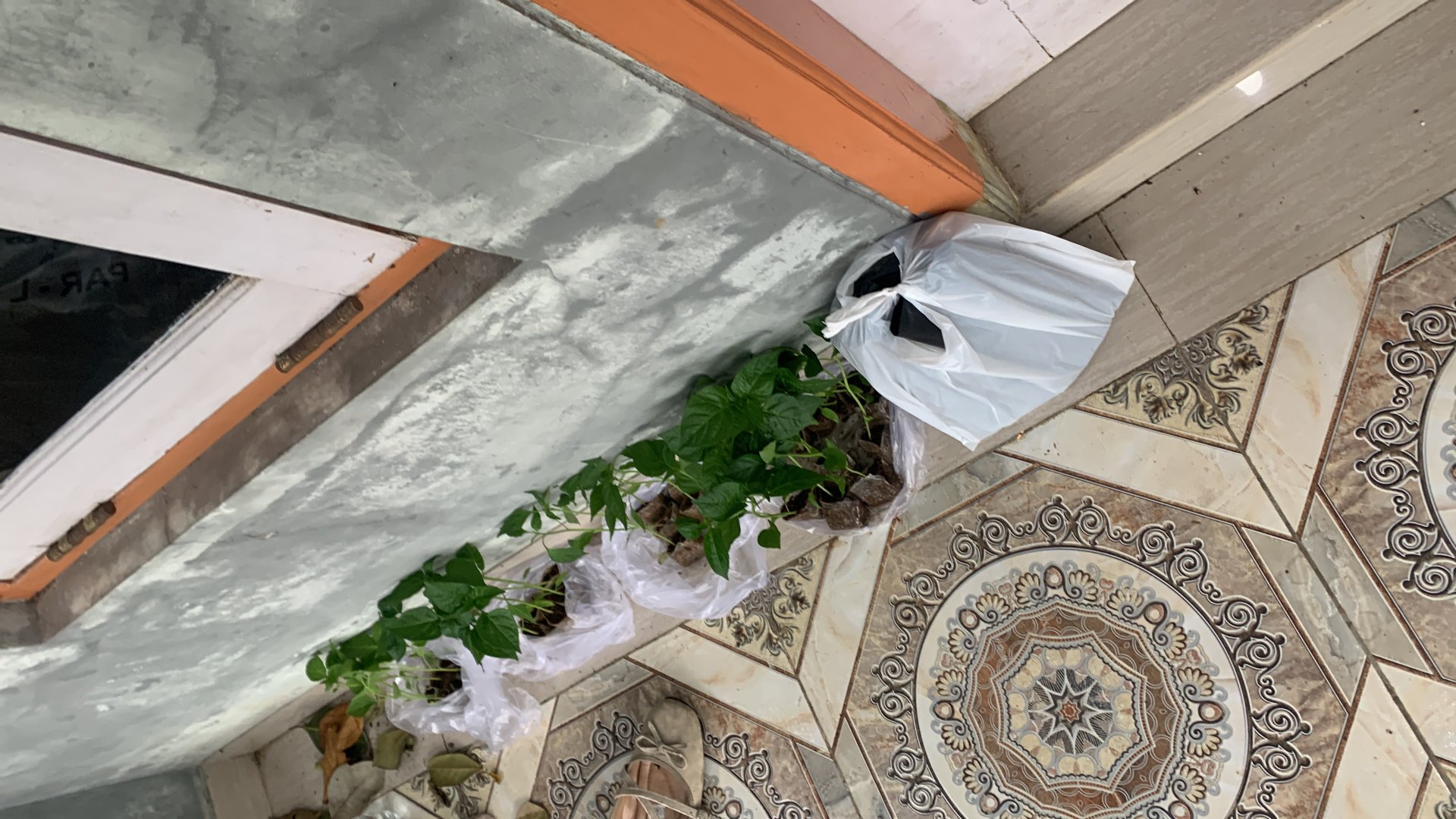 Persiapan Intensifikasi Pekarangan