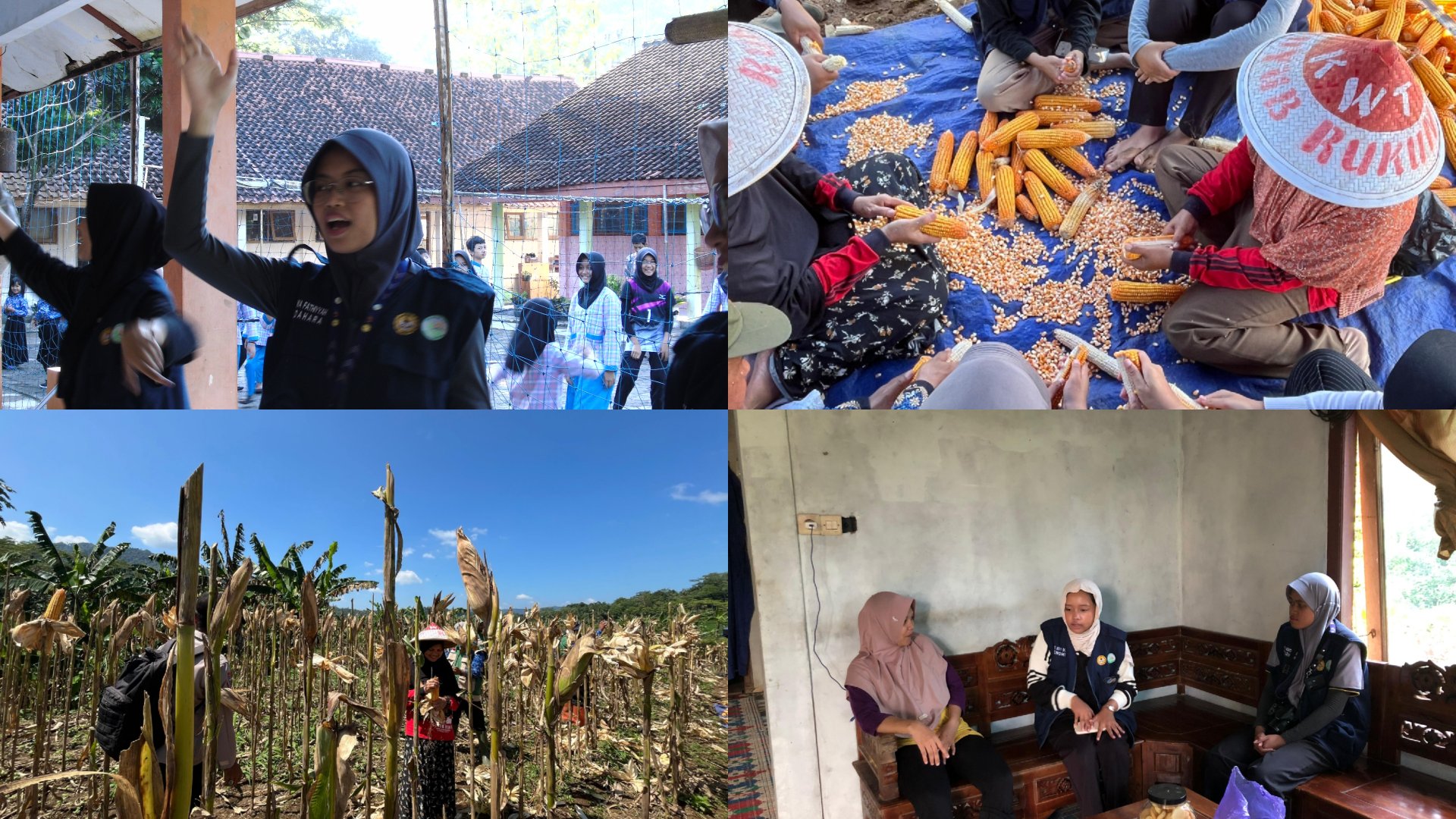 Kegiatan Hari Kedua puluh tiga KKN di Desa Karanganyar, Wadaslintang: Senam Bersama SDN 1 Karanganyar, Panen Jagung, dan Pembuatan QRIS untuk UMKM (part 2)