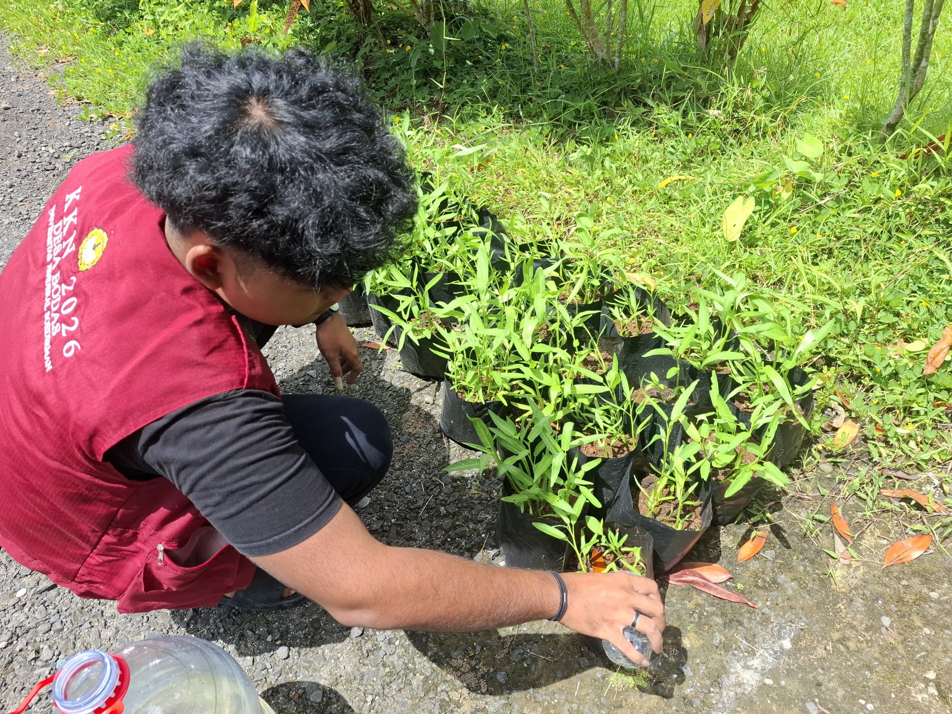 penyiraman dan perawatan tanaman kangkung