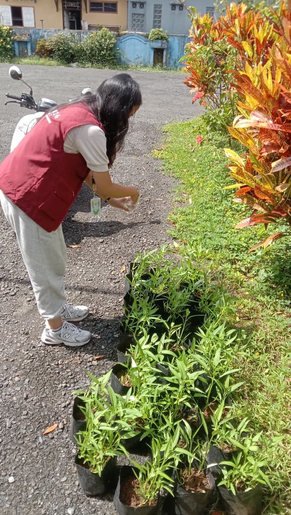 PENYIRAMAN DAN PERAWATAN TANAMAN KANGKUNG