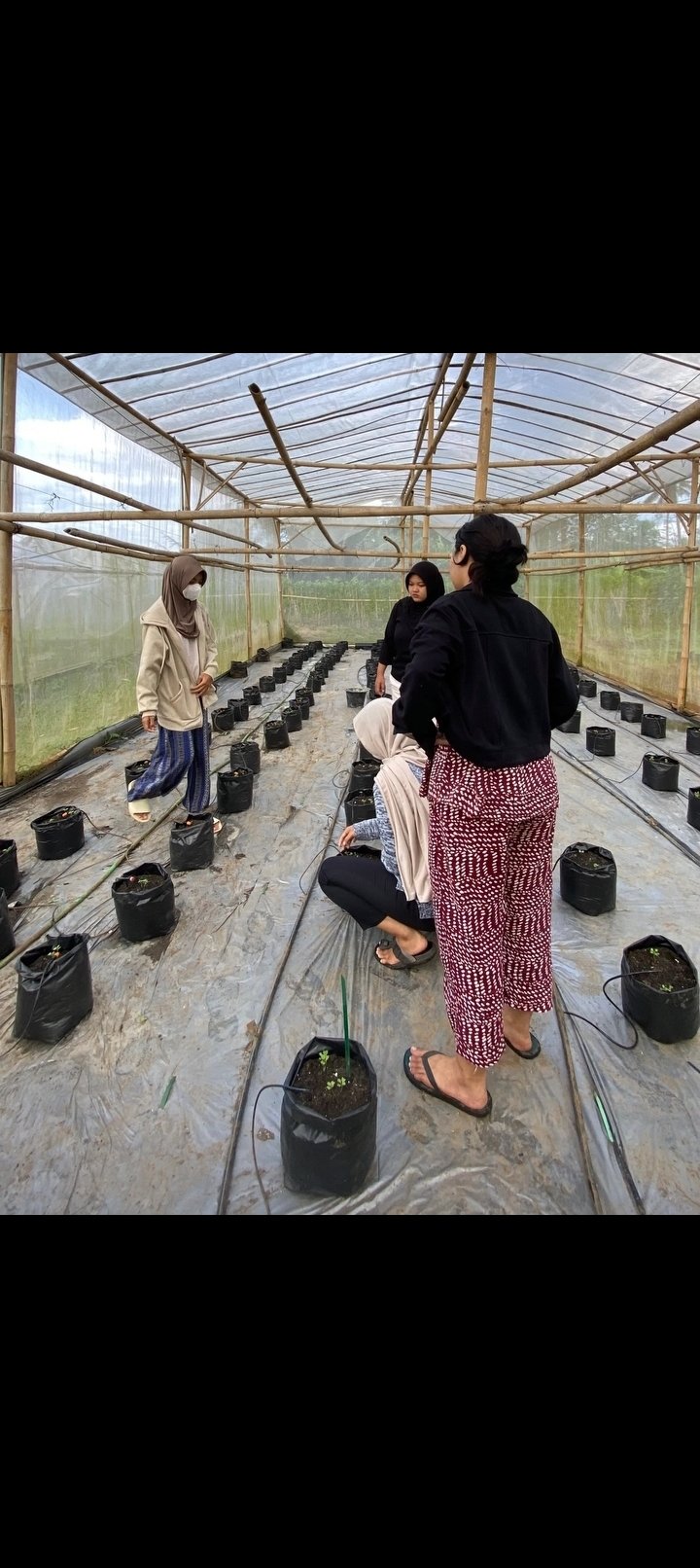 DAY 24 KKN - PENYIRAMAN TANAMAN PAKCOY DI GREENHOUSE