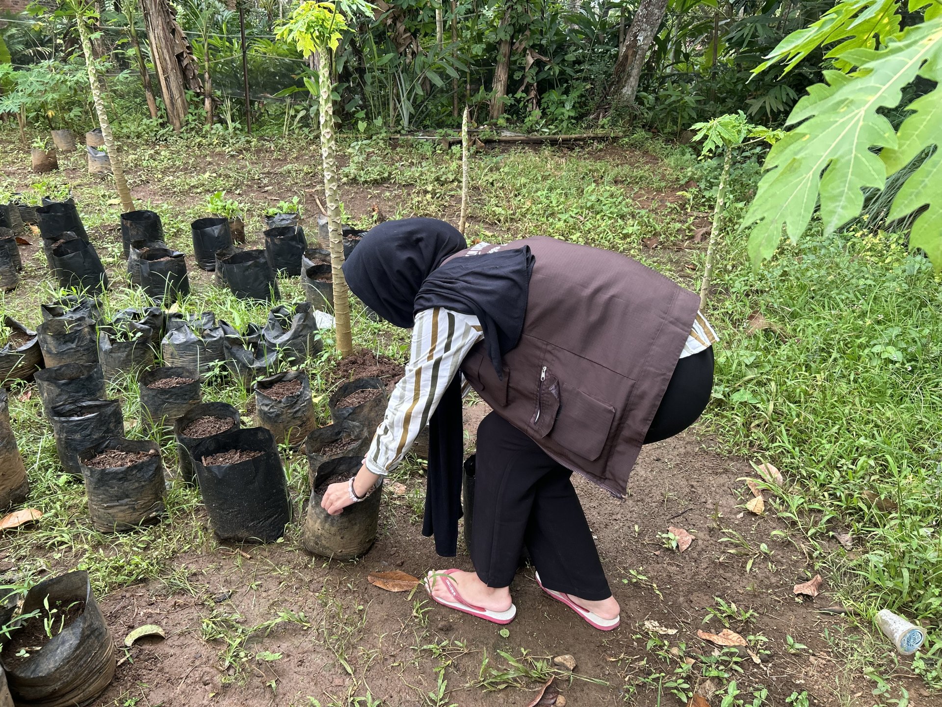 Monitoring Intensifikasi Pekarangan