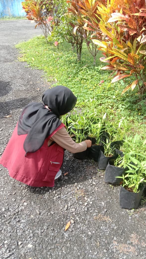 Penyiraman dan Perawatan Tanaman Kangkung