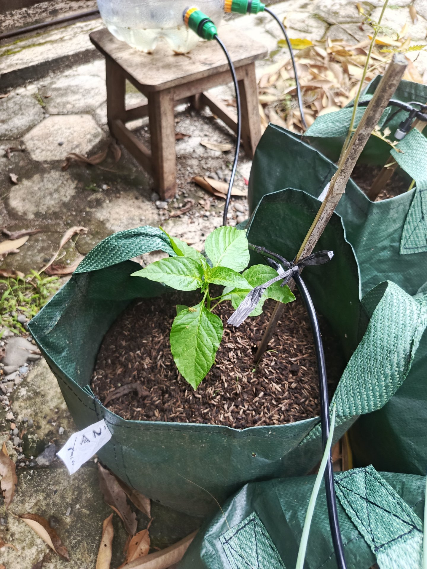 Hari 24.25  (Sinergi Pelayanan Desa dan Kedekatan Edukatif Bersama Generasi Muda)