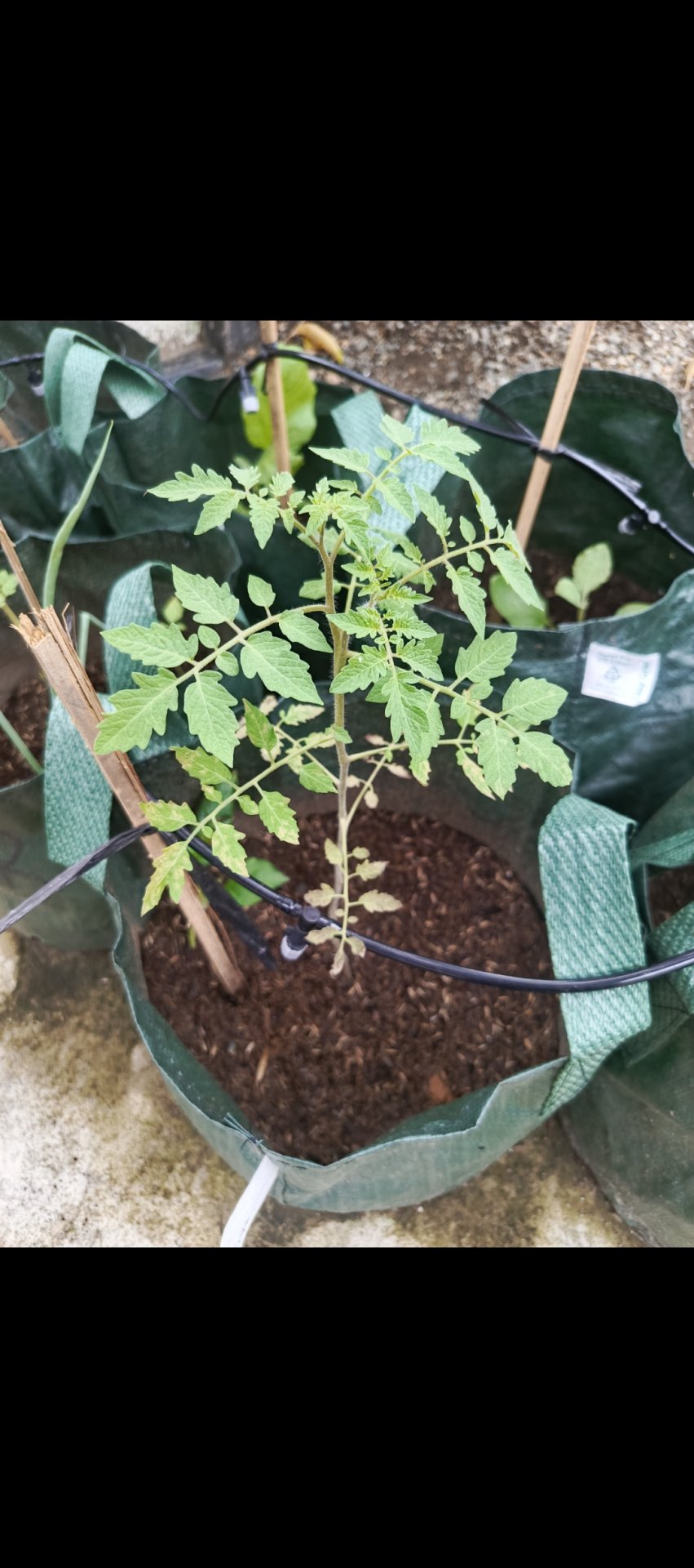 Hari 24.25  (Sinergi Pelayanan Desa dan Kedekatan Edukatif Bersama Generasi Muda)