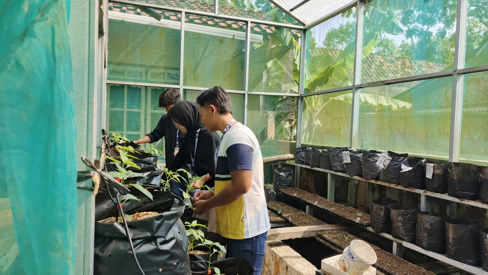 Kegiatan hari ke 21 :  Perawatan demplot pertanian tanaman cabai dan tomat