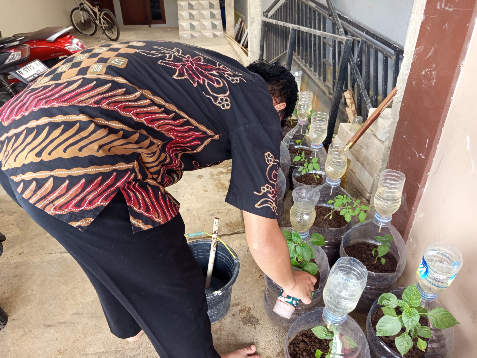 Pemberian pupuk ke tanaman