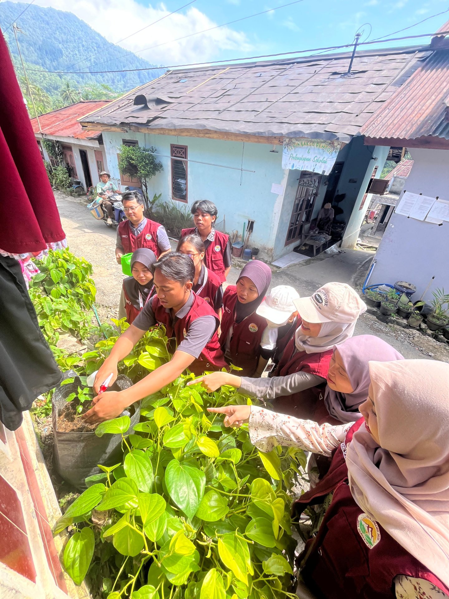 Proker Monitoring Tanaman