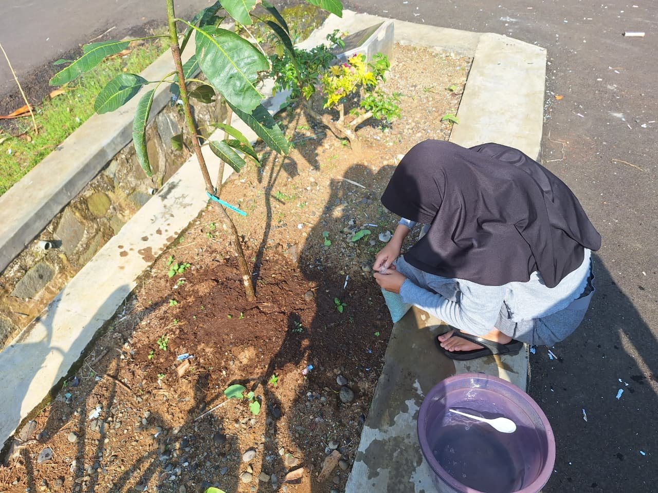 Monitoring bibit multiguna dan tanaman cabai