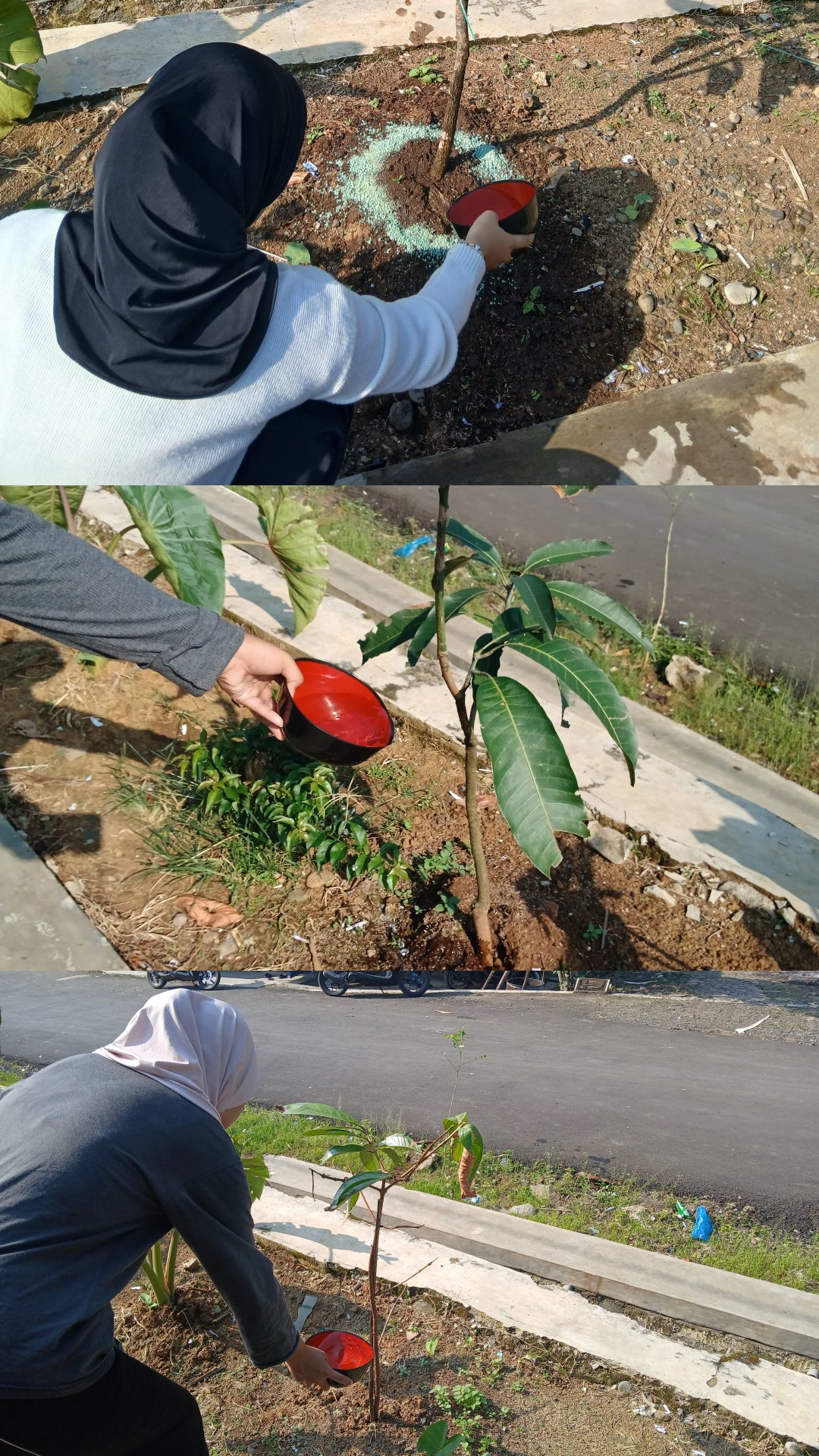 Program Kerja Bidang Lingkungan Monitoring Bibit Multiguna dan Bibit Cabai