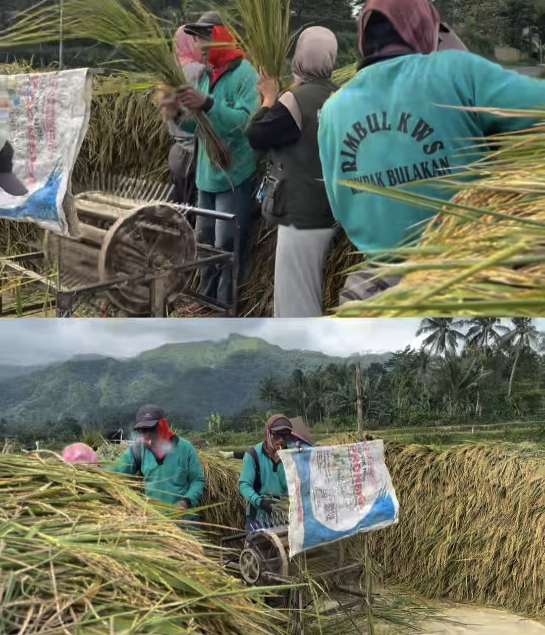 Inisiasi Keberlanjutan Ketahanan Pangan melalui Budidaya Sayuran Batch 3