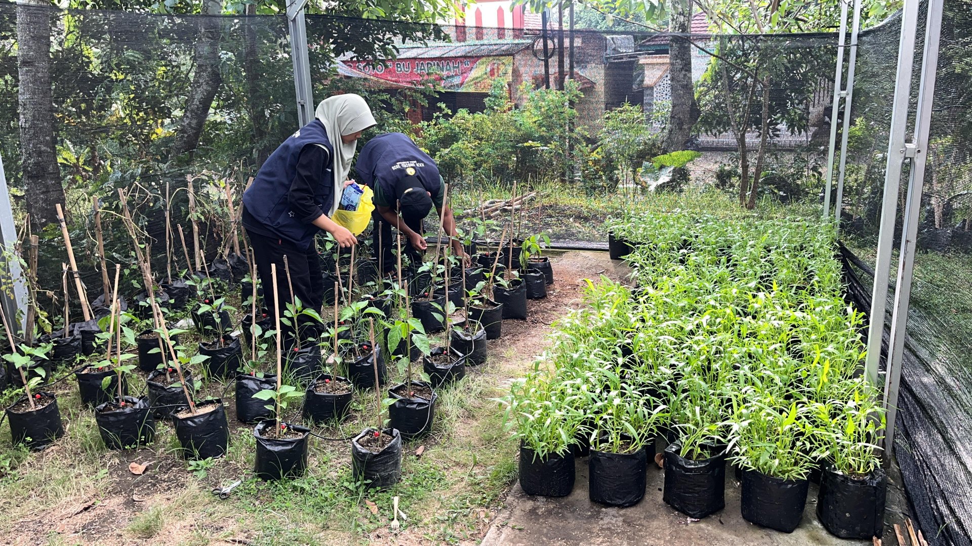Penyiraman dan Pemupukan Tanaman Cabai