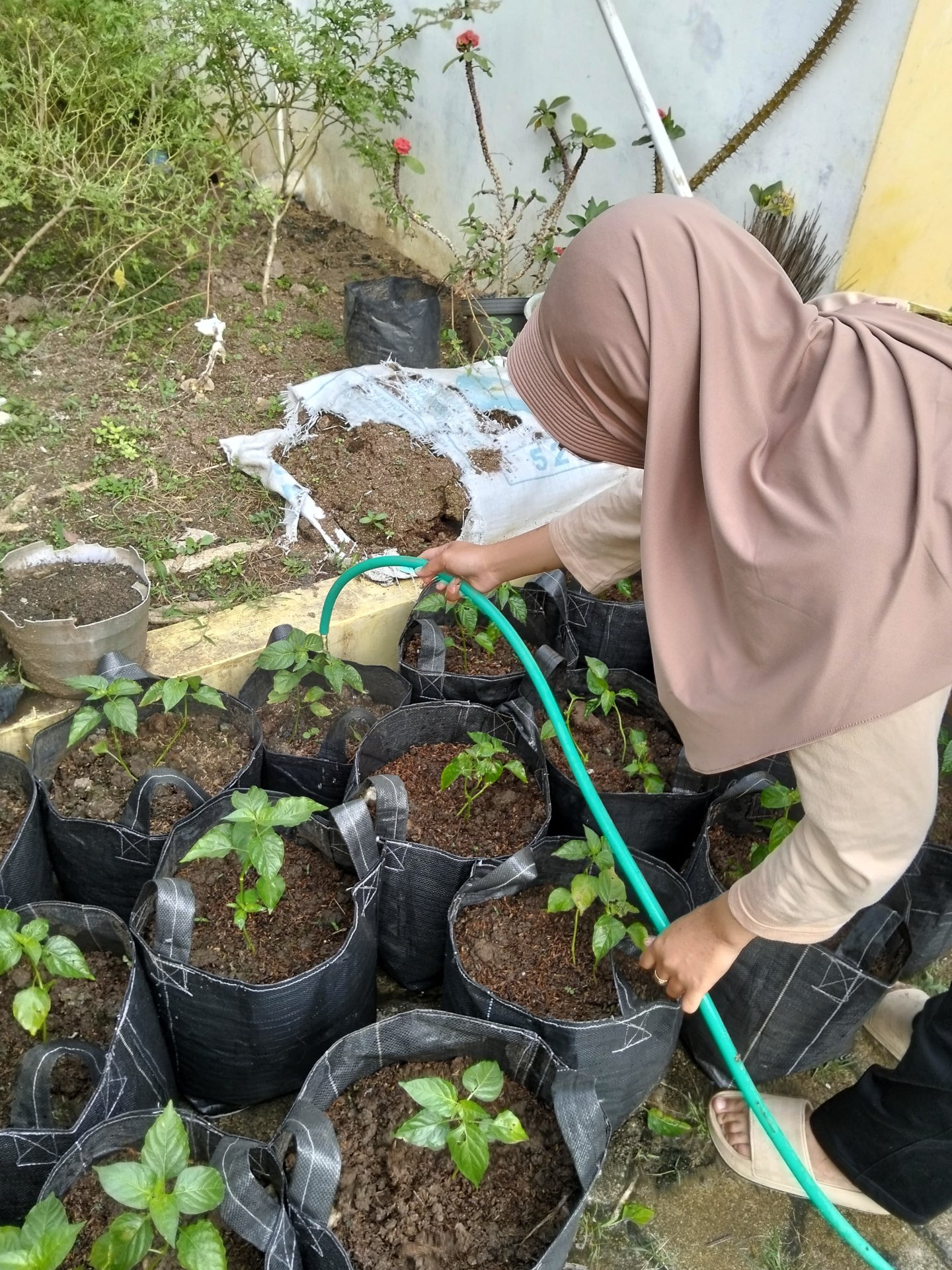 Penyiraman tanaman cabai: perawatan