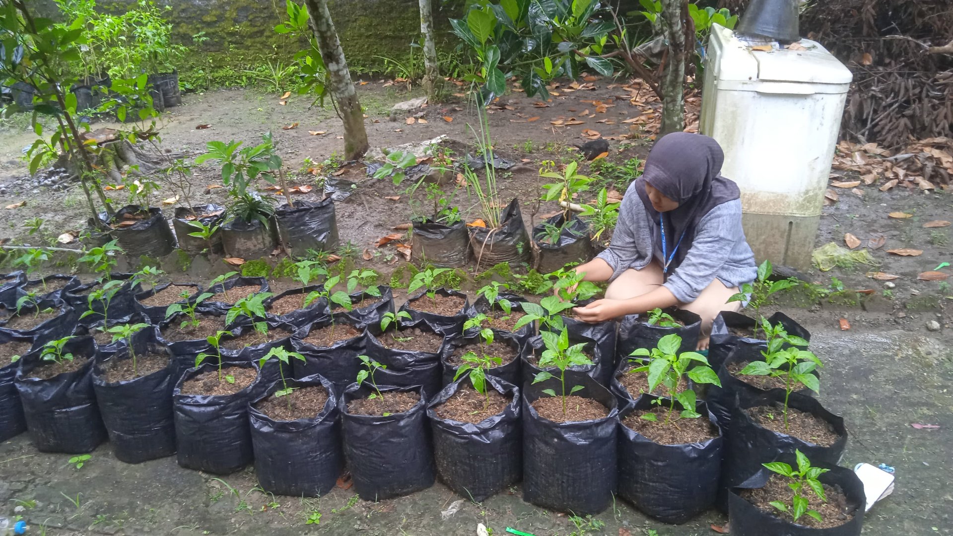 Monitoring Berkala dan Evaluasi Pertumbuhan Tanaman Cabai pada Lahan Kelompok Wanita Tani (KWT)