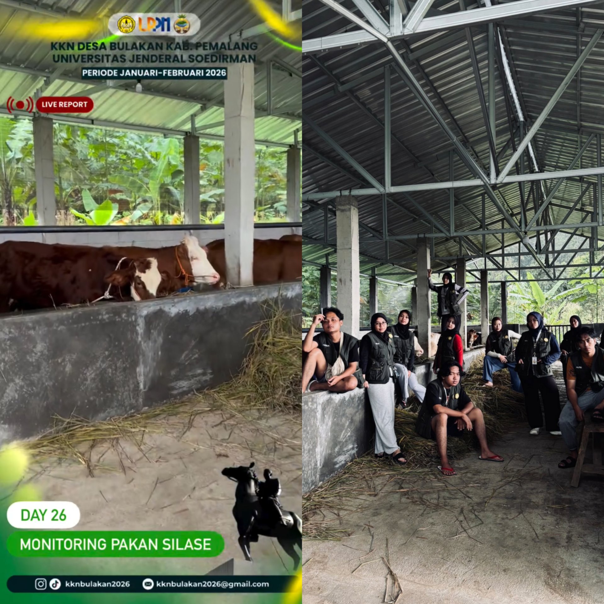 Monitoring Pakan Silase di BUMDes sebagai Upaya Evaluasi Program Ketahanan Pakan Ternak