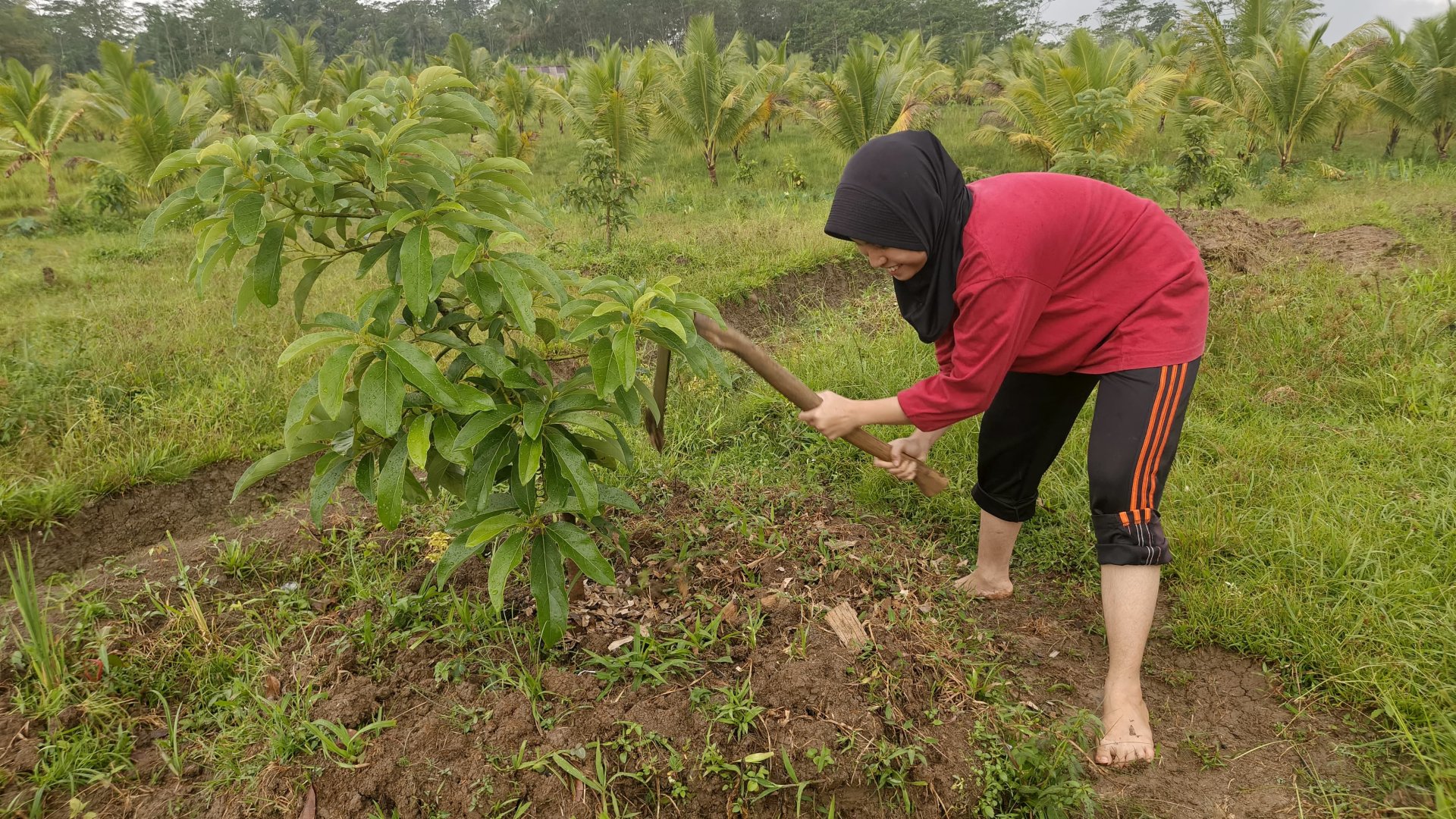 pemberian pupuk kompos daun kering ke tanaman alpukat