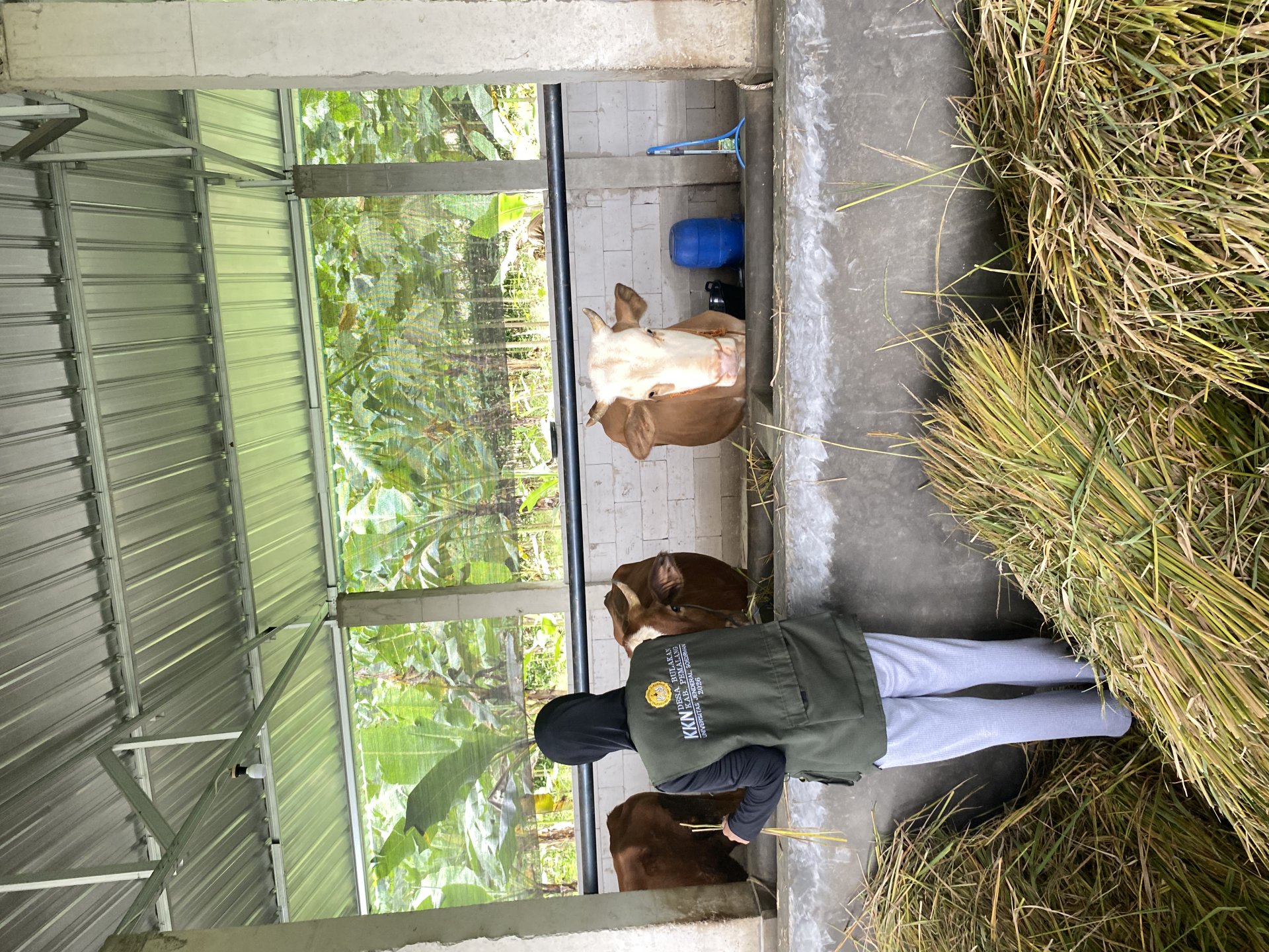 Monitoring Pakan Silase sebagai Bagian dari Pendampingan Peternakan Desa