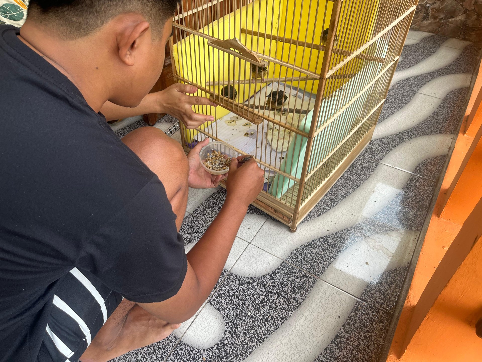 Visitasi peternak burung murai