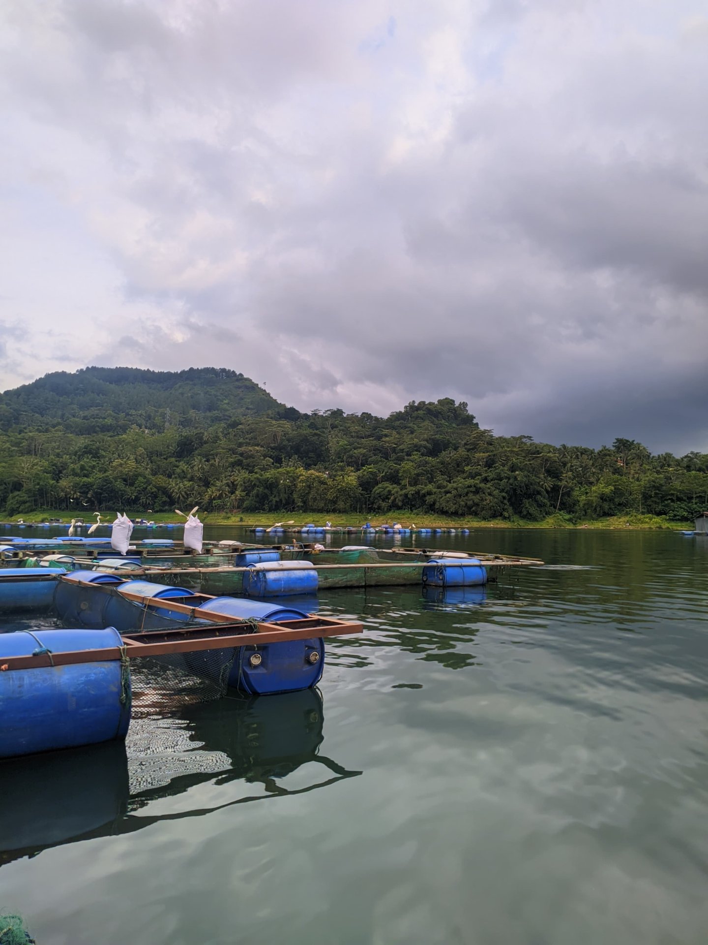 Selametan Nisfu Sya'ban dan Survei Karamba, Sumber Penghidupan Utama Masyarakat Desa Sumberejo