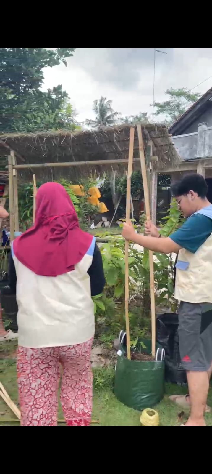 Intensifikasi Pekarangan Budidaya Ubi Gembili