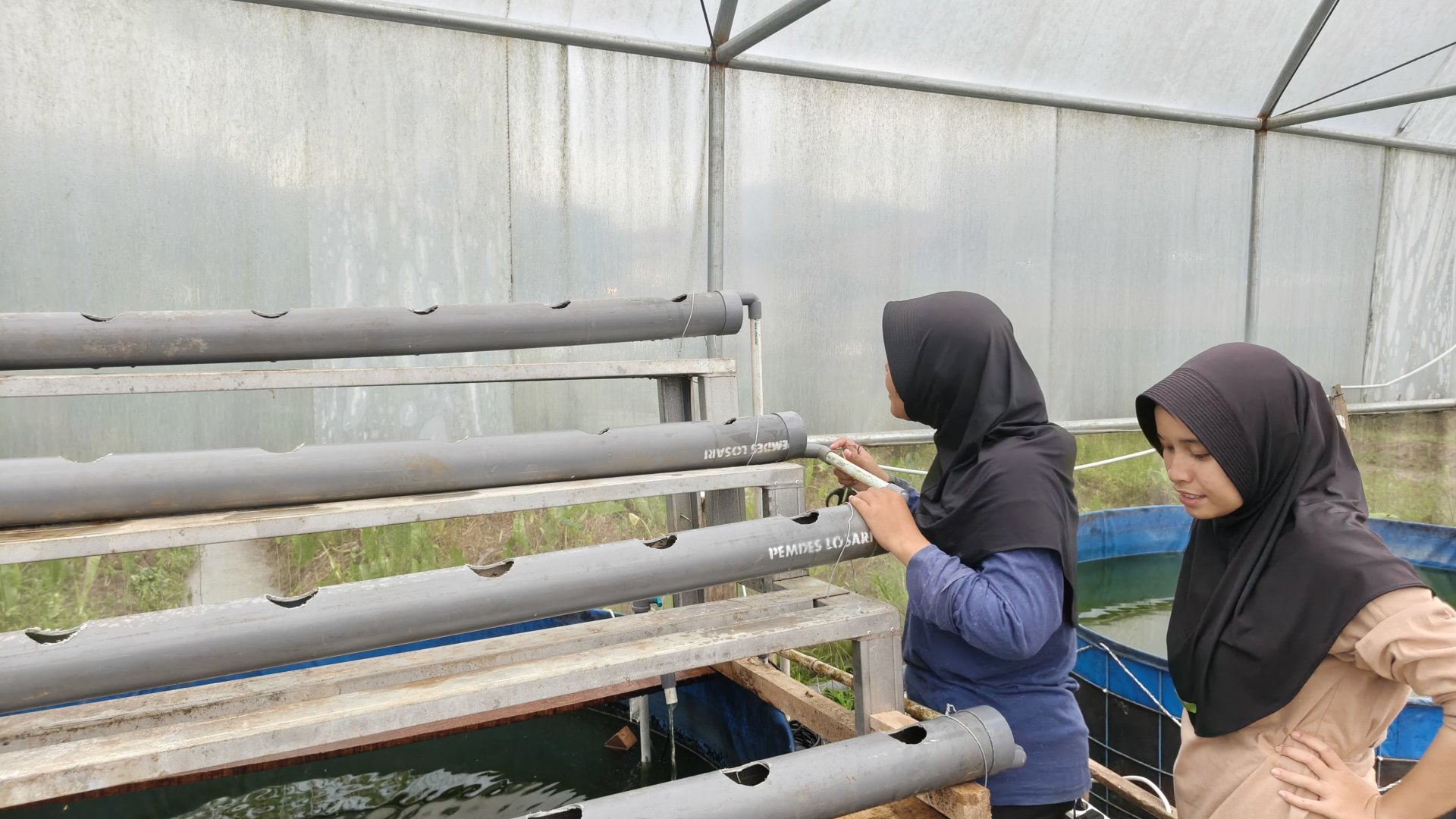 Program Kerja Akuaponik